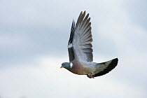 Wood pigeon (Columba palumbus) in flight, over Paris, France, April.