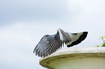 Wood pigeon (Columba palumbus) in flight, over urban parkland, Paris, France, April.