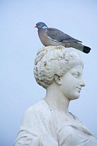 Wood pigeon (Columba palumbus) perched on the head of a statue, urban park, Paris, France, April.