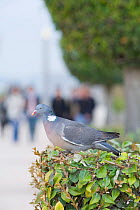 Wood pigeon (Columba palumbus) perched in a shrub, urban street, Paris, France, April.
