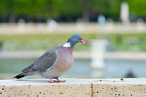 Wood pigeon (Columba palumbus) perched on a wall, urban park, Paris, France, April.