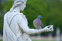 Wood pigeon (Columba palumbus) perched on the arm of a classical stone statue, urban park, Paris, France, April.