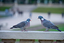 Wood pigeons (Columba palumbus) perched on the wall, urban park, Paris, France, April.