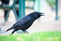 Carrion crow (Corvus corone) calling, in urban park, Paris. France, November.