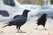 Carrion crows (Corvus corone) in urban park, with parked vehicles behind, Paris. France, November.