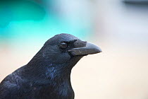 Carrion crow (Corvus corone) head portrait, in urban park, Paris, France, November.