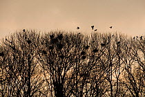 Carrion crows (Corvus corone) flying over tree tops at dusk, France, March.