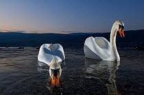 Pair of Mute swans (Cygnus olor) on Lake of Geneva, at dusk, France, February.