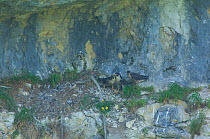 Peregrine Falcons (Falco peregrinus) at cliff nest ledge, Jura, France