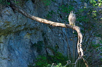Peregrine Falcon (Falco peregrinus) perched on branch overhanging cliff face, Jura, France, June.