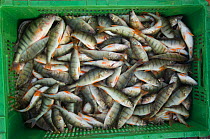 Catch of Perch (Perca fluviatilis) boxed up ready for sale, caught in lake of Geneva, Switzerland. April 2007.