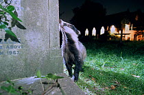 Urban Badger (Meles meles) in graveyard at night, London, England, UK