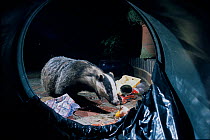 Urban Badger (Meles meles) scavenging litter from overturned dustbin at night, London, England, UK