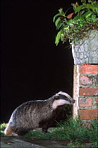 Urban badger (Meles meles) exploring an urban garden at night, London, England, UK