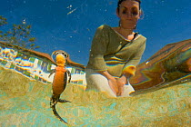 Alpine newt (Triturus alpestris) breathing at the surface of a garden pond, with girl observing, viewed from underwater, Switzerland. April 2010.