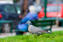 Wood pigeon (Columba palumbus) on grass near busy road, Paris, France. April.