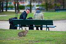 Rabbit on grass in park, with people on bench behind, near the Arc de Triomphe, Paris, France, April 2010.