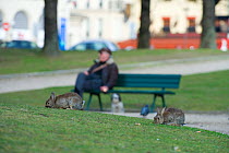 Rabbits grazing on grass in park, with people on bench behind, near the Arc de Triomphe, Paris, France, April 2010.