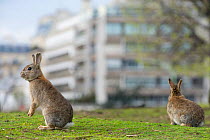 Rabbits on grass in park, near the Arc de Triomphe, Paris, France, April 2010.