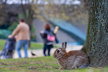 Rabbit on grass in park, with people walking behind, near the Arc de Triomphe, Paris, France, April 2010.