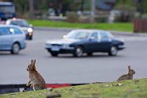 Rabbits on grass in park, with traffic behind,  near the Arc de Triomphe, Paris, France, April 2010.