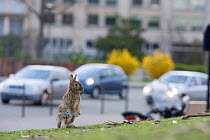 Rabbit on grass in park, with traffic behind,  near the Arc de Triomphe, Paris, France, April 2010.