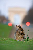 Rabbit  grooming, on grass in park, with the Arc de Triomphe behind, Paris, France, April 2010.