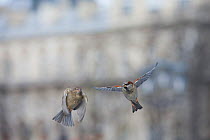 Common sparrows (Passer domesticus) male and female flying, Paris. France, November.