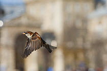 Common sparrow (Passer domesticus) male flying, Paris. France, November.