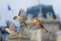 Common sparrows (Passer domesticus) two males and a female flying, Paris. France, November.