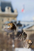 Common sparrows (Passer domesticus) two females and a male flying in urban park, Paris. France, November.