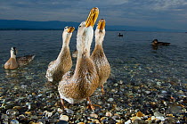 Mallard ducks (Anas platyrhynchos) females looking skyward together on the shore of Lake of Geneva, France, June.