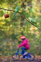 Rose-ringed / Ring-necked Parakeets (Psittacula krameri) on a feeder in urban park, with young girl on bicycle behind, London, England, UK, November.