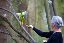 Rose-ringed / Ring-necked Parakeets (Psittacula krameri) being fed in the hand by an elderly lady, in urban park, London, England, UK, November.