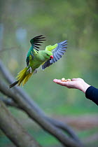 Rose-ringed / Ring-necked Parakeets (Psittacula krameri) being fed in the hand, in urban park, London, England, UK, November.