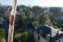 Fire bug (Pyrrhocoris apterus) on branch of tree, with view of Paris behind, France. April 2010.