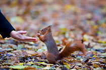 Red squirrel (Sciurus vulgaris) fed by hand in urban park in Paris, France, Autumn.