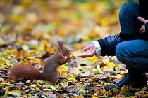 Red squirrel (Sciurus vulgaris) fed by hand in urban park in Paris, France, Autumn.