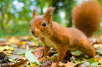 Red squirrel (Sciurus vulgaris) foraging on floor of  woodland, in autumn, France.