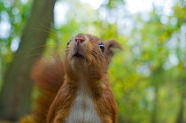 Red squirrel (Sciurus vulgaris) head portrait sniffing the air, autumn, France.