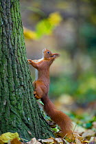 Red squirrel (Sciurus vulgaris) at foot of tree trunk in woodland, autumn, France.