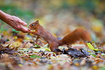 Red squirrel (Sciurus vulgaris) fed by hand in urban park in autumn, Paris, France.