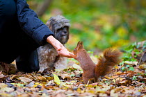Red squirrel (Sciurus vulgaris) fed by hand in urban park, in autumn, Paris, France.
