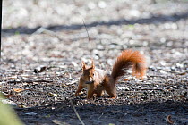 Red squirrel (Sciurus vulgaris) wearing a radio tracking collar, as part of a conservation and research project, Parc de Sceaux, Paris, France.