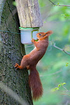 Red squirrel (Sciurus vulgaris) on feeder, in urban park, Paris, France.