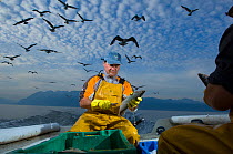 Fisherman handling fresh catch, and gulls flying overhead, on lake of Geneva, Switzerland, May 2007.