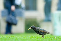 Starling (Sturnus vulgaris)  foraging on grass in urban park, Paris, France, April.