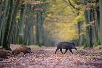 Wild Boar (Sus Scrofa) with piglets in forest of Rambouillet, near Paris, France. Autumn.