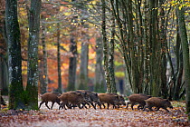 Group of Wild Boar (Sus Scrofa) trotting through forest of Rambouillet, near Paris, France. Autumn.