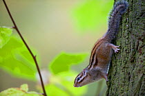 Siberian chipmunk / Striped squirrel (Tamias sibiricus) climbing down tree trunk, in urban park, Paris, France.